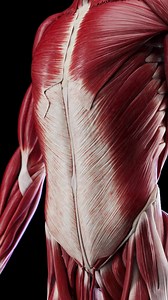 120K views · 1.2K reactions | Your abdominal wall is made of several...