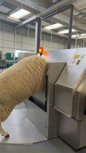 Machine That Turns Sheep Into Clothes Automatically 🐑👕 | #AI #Factory