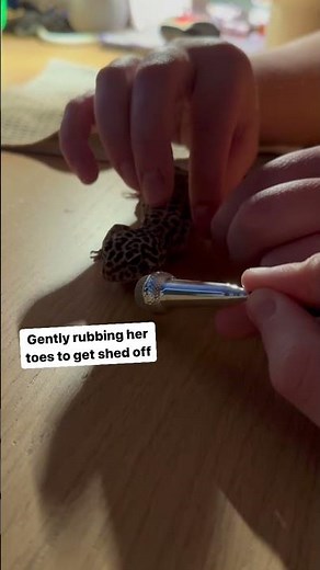 Leopard Gecko Warning Sounds #pet #lizard #new