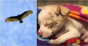 They Heard Cries From Above Just As Hawk Released A Tiny Puppy From Its Talons
