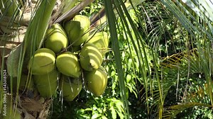 Beautiful Tropical Coconut Tree in hot sunny day, Close up coconut fruit on the tree with copy space. Coconut Palm Tree swaying gently with the breeze full hd and 4k. vacation concept