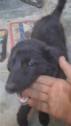 #doglover #dogvideos #pets #cutepuppy #anmals #funny #trending #viral #short