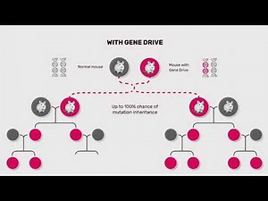 What is a gene drive?