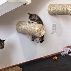 262K views · 6.6K reactions | Pets Love on Reels | Facebook