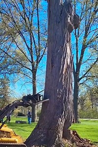 how to cut large trees | Ferr Carrillo