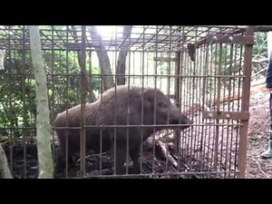 巨大イノシシ 有害駆除 箱わな 檻 捕獲 2013 06 02