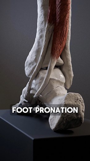 Anatomy of Motion on Instagram: "Pronation is a natural movement of the foot that occurs during landing. . As the body weight is loaded onto it, the arch of the foot flattens out and the heel moves outward. . This movement increases elasticity of foot which helps to absorb shock and distribute the impact forces evenly through the foot and leg. . Supination is also natural and refers to movement in which the arch of the foot rises and the heel moves inward. . With this motion foot becomes more ri