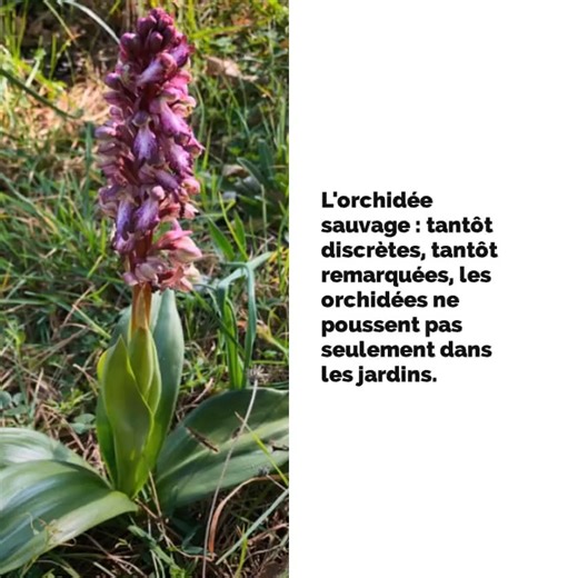 1.9K views · 134 reactions | L'ORCHIDEE SAUVAGE... Le printemps, c'est dans quelques jours !  En bordure des chemins ou dans Mémoires de garrigue, certaines fleurs  pointent déjà le bout de leur nez. Découvrez l'orchidée sauvage dans la vidéo ci-dessous ⤵️ #PontduGard #Printemps #Botanique #Garrigue | Site du Pont du Gard | Facebook