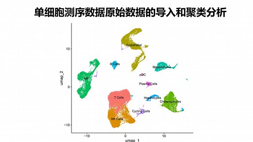 单细胞测序数据的导入和聚类分析傻瓜式一键实操（附代码）🚀