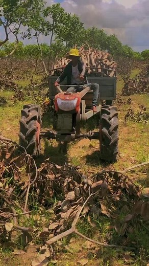 Tractor Driving Through Sugarcane Fields