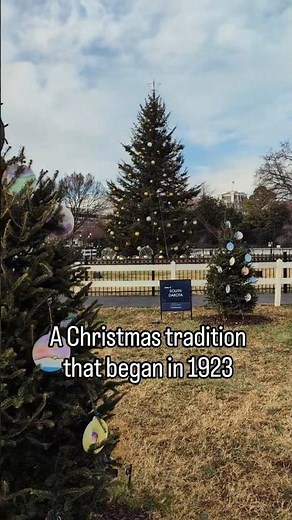 National Christmas Tree 🎄 A White House Century Long Holiday Tradition