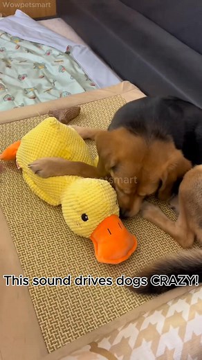 Got this ridiculous duck for my dog thinking she will unalive it immediately ❌ It became her favorite toy to sleep with every night. She plays with it every day. It tires her out and I do not have to do anything. She brings it everywhere with her. It makes her feel loved, safe and happy  | Wowpetsmart | Facebook