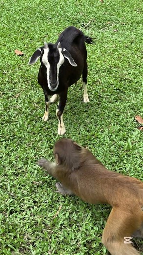 Monkey fights with a goat by pulling its ear 🤣🐒🐐