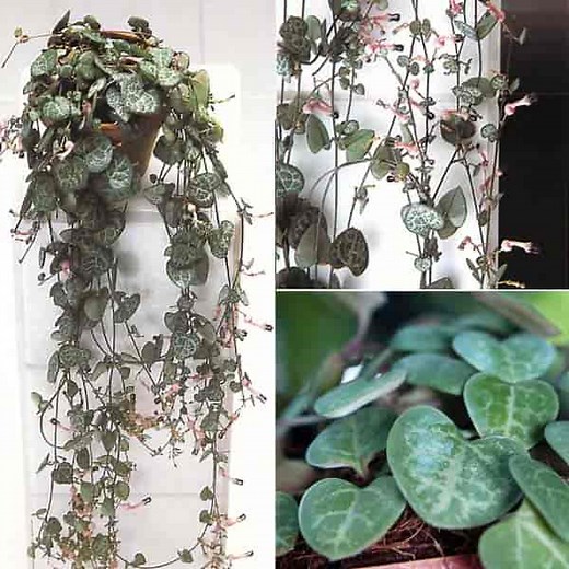 Ceropegia Woodii: How To Grow, Care For The Rosary Vine