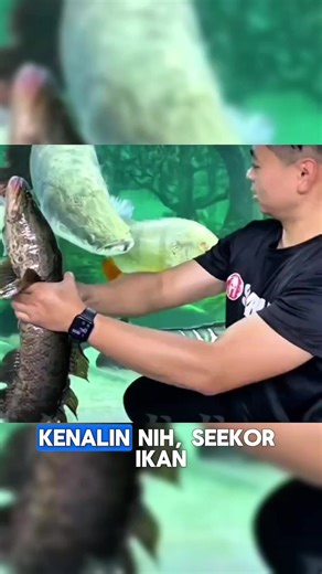 Bayangkan seekor ikan yang biasanya hidup tenang di rawa, tiba-tiba harus berhadapan satu lawan satu dengan monster akuarium raksasa.