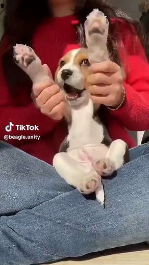 Adorable Beagle Puppy Compilation