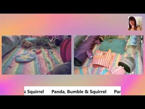 Guinea Pigs Panda, Bumble & Squireel's Playtime Session Livestream