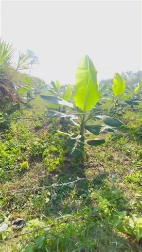 May new mini blogging happy village life