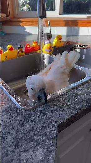 🎶Rubber Ducky, you’re the one🎶 #barneythewestcoastcockatoo