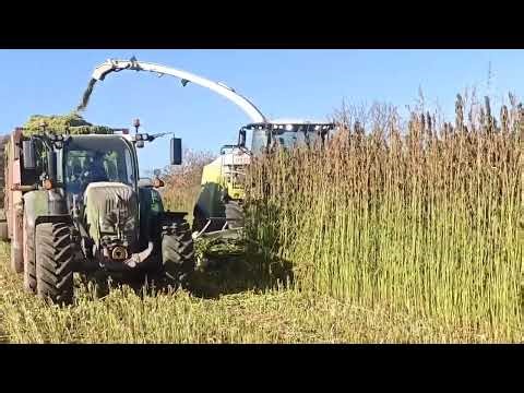 Hemp Harvesting | Field Operation for High-Quality Fiber Production