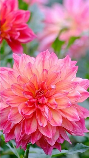まるで秘密の花園、色とりどり、満開のダリアが咲き誇る町田ダリア園を秋散歩【いやしの映像】 Machida Dahlia Garden Walk