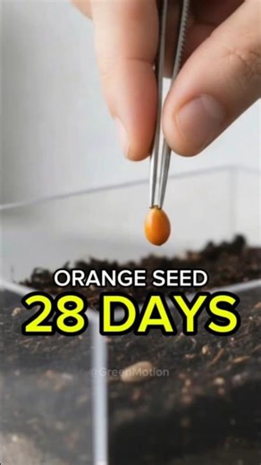 Incredible Seed to Sprout Time-Lapse in 28 Days | Plant Growth #Shorts #timelapse #relaxing
