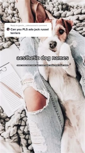 Aesthetic Dog Names for Your Jack Russell | Reply to @gracie._.cakezzzzzzz