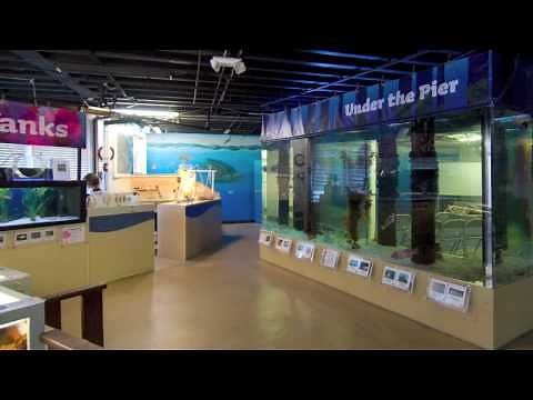 Santa Monica Pier Aquarium Video Tour