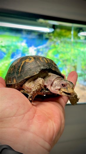 Chris Leone | Rockalina’s New Home: The Incredible Recovery of a 50-Year-Old Rehabilitated Eastern Box Turtle! 🙏🏻🐢 #animalrescue #saverockalina... | Instagram