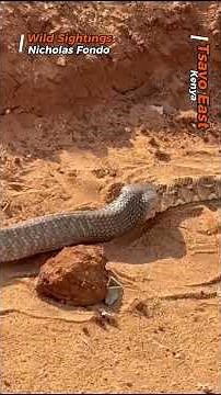 Cannibal Cobra Swallows GIANT Rival Snake Whole