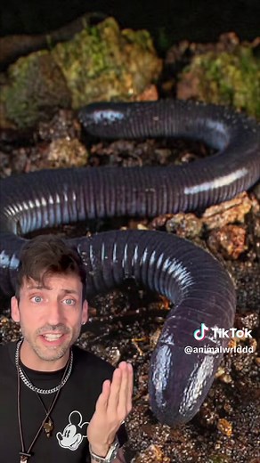 Discover the Mysterious Caecilian: Nature's Alien