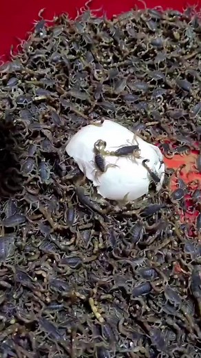 What food do scorpions eat #scorpion #scorpion🦂 #scorpionn🦂