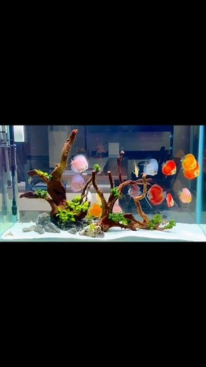 31K views · 657 reactions | Discuss tank setup | Mrinal Das | Facebook