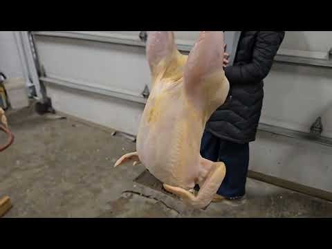 Poultry FFA CDE Carcass Placing Class Section 17 2025