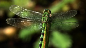 Water Life: Jungle Water