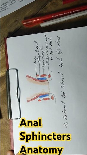 Anal Sphincters Anatomy. External & Internal Anal Sphincter. #anatomy