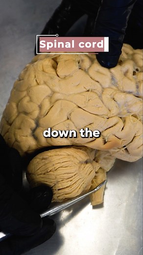 How Your Brain Controls Your Muscles 🧠💪 #brain #muscle #lifting #workout #foryouシ | Institute of Human Anatomy