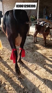 22K views · 679 reactions | #hfcow #cow #cows #jerseycow Subhan...