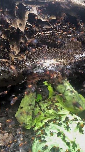 Exploring the Beehive: "Bee Life" and the World of Bees