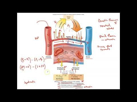 Unit 3, Part 11 Capillary Dynamics and Edema