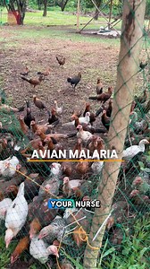 205K views · 2.9K reactions | AVIAN MALARIA It’s causes, Signs & Symptoms, Prevention and Treatment #avianmalaria | DSQ | Facebook