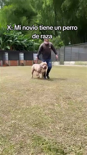 Perro de Raza vs Lobo: Memes Graciosos