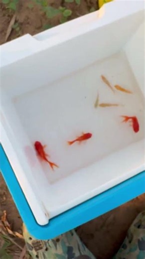 Surprise Catch! Super Cute Fish Everywhere #fishvideo #funny #aquaticpets