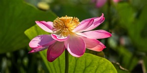 Dr. Pimple Popper Just Squeezed The Biggest 'Lotus Blossom' Cyst I've Ever Seen