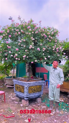 7.3K views · 65 reactions | Những cây hoa , cây cảnh đẹp nhất phục vụ quý anh chị và các cô bác vào dịp Tết đến Xuân sang ạ ❤️❤️ . E Ngọc sdt 0332219868 địa chỉ HN ạ #xuhuong #hoa #hoahong #caycanh #tet2024 #ngochoahong | Ngọc Hoa Hồng | Facebook