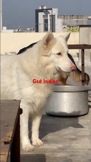 White German Shepherd . Gsd Indian. Harsh Gurjar | #whitegermanshepherd #gsdindian #germanshepherd