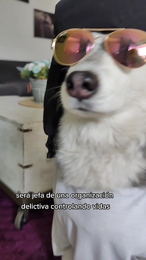 🐺 #husky #happy #dog #fun #viral #puppy #animals #pet #animal #cool #rad #funny #cute #love #tiktok #bogota #colombia #shaira #dogs #rich @Shaira Husky