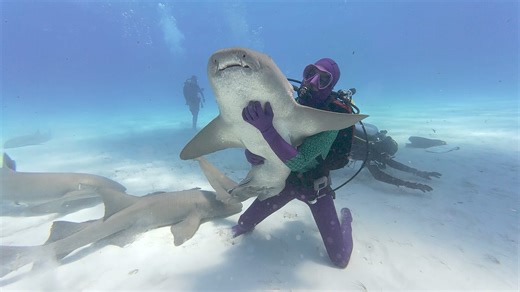 When is Shark Week? How to watch on the Discovery Channel