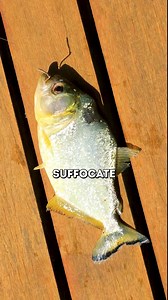 Can Fish Drown in Water? 😯 | Mr Scientific