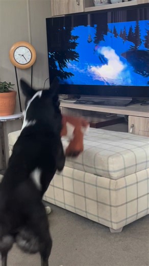 2.7K views · 94 reactions | Barney the Tv border Collie Part 6 | Stephen Kelleher | Facebook